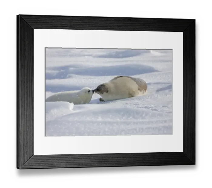 Framed Print : Harp seals, mother with pup, on ice, Iles de la Madeleine, Quebec, Canada Framed Print : Harp seals, mother with pup, on ice, Iles de la Madeleine, Quebec, Canada