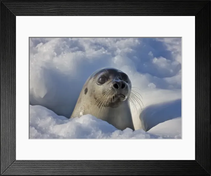 Framed Print : Mother harp seal raising head out of hole in ice, Iles de la Madeleine, Quebec, Canada