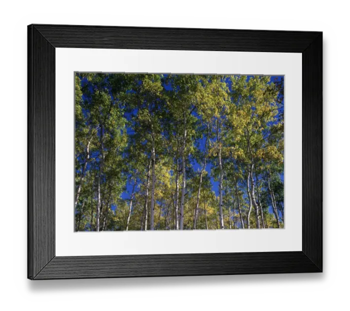 Framed Print : Canada, Saskatchewan, View of Aspen forest Framed Print : Canada, Saskatchewan, View of Aspen forest