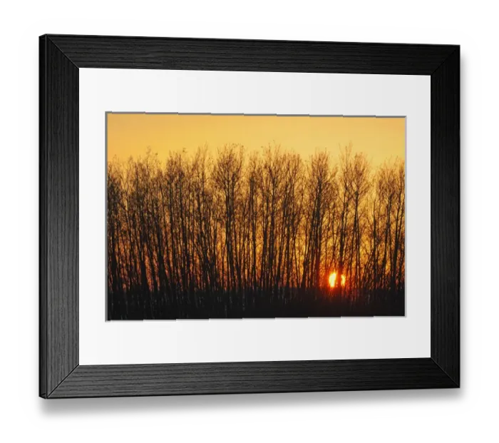Framed Print : Canada, Saskatchewan, Melfort. Aspen trees at sunset Framed Print : Canada, Saskatchewan, Melfort. Aspen trees at sunset