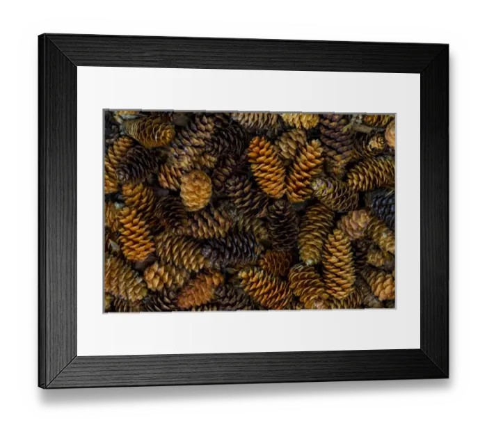Framed Print : Canada, Yukon Territory, Kluane National Park. Close-up of spruce cones. Credit as Framed Print : Canada, Yukon Territory, Kluane National Park. Close-up of spruce cones. Credit as