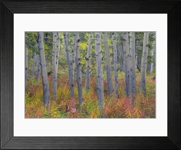 Framed Print : Canada, Yukon Territory, Kluane National Park. Fireweed in aspen forest. Credit as Framed Print : Canada, Yukon Territory, Kluane National Park. Fireweed in aspen forest. Credit as