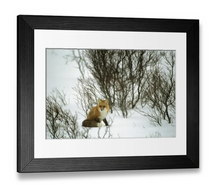 Framed Print : Canada, Yukon, Red Fox, Winter, Snow Framed Print : Canada, Yukon, Red Fox, Winter, Snow