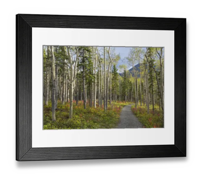 Framed Print : Canada, Yukon Territory, Kluane National Park. Trail through aspen forest. Credit as Framed Print : Canada, Yukon Territory, Kluane National Park. Trail through aspen forest. Credit as
