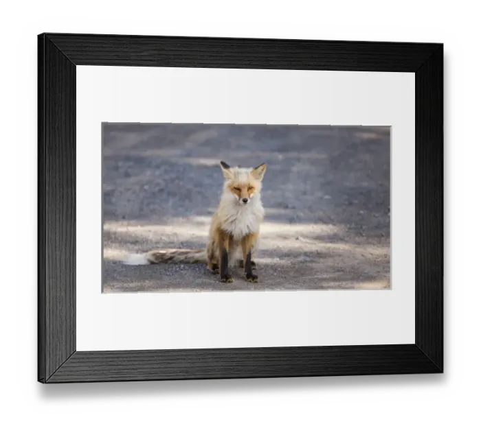 Framed Print : Yukon, Johnsons Crossing, Canada. Habituated Red Fox in the RV campground Framed Print : Yukon, Johnsons Crossing, Canada. Habituated Red Fox in the RV campground