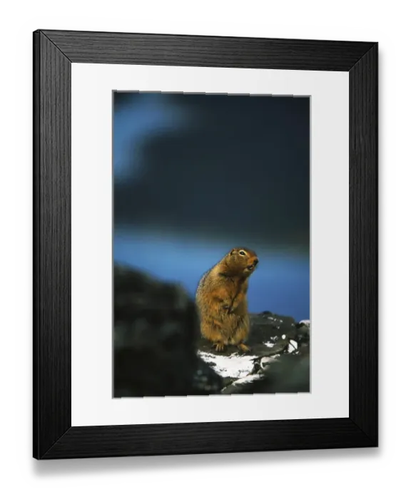 Framed Print : Canada, Yukon Territory, Kluane National Park And Reserve, Arctic ground squirrel Framed Print : Canada, Yukon Territory, Kluane National Park And Reserve, Arctic ground squirrel