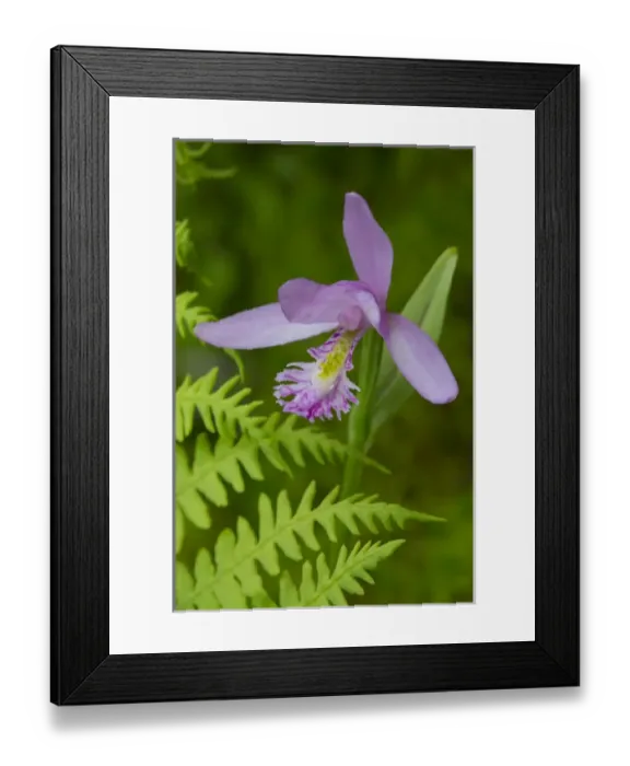 Framed Print : Canada, Quebec, Mount St-Bruno Conservation Park Framed Print : Canada, Quebec, Mount St-Bruno Conservation Park