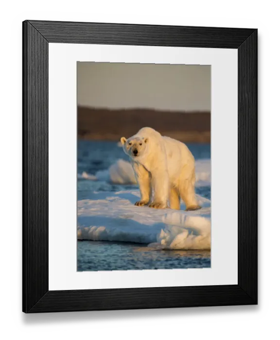 Framed Print : Canada, Nunavut Territory, Adult male Polar Bear (Ursus maritimus) standing at edge Framed Print : Canada, Nunavut Territory, Adult male Polar Bear (Ursus maritimus) standing at edge