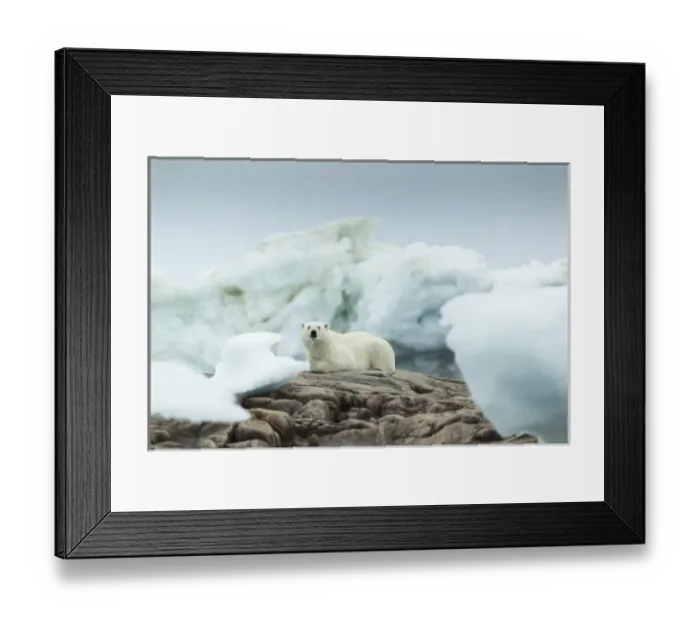 Framed Print : Canada, Nunavut Territory, Repulse Bay, Polar Bear (Ursus maritimus) resting on rocky Framed Print : Canada, Nunavut Territory, Repulse Bay, Polar Bear (Ursus maritimus) resting on rocky