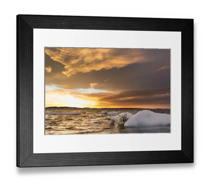 Framed Print : Canada, Nunavut Territory, Repulse Bay, Polar Bear and young cub (Ursus maritimus) Framed Print : Canada, Nunavut Territory, Repulse Bay, Polar Bear and young cub (Ursus maritimus)