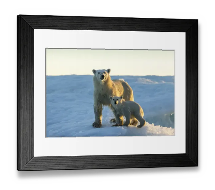 Framed Print : Canada, Nunavut Territory, Repulse Bay, Polar Bear and Cub (Ursus maritimus) standing Framed Print : Canada, Nunavut Territory, Repulse Bay, Polar Bear and Cub (Ursus maritimus) standing