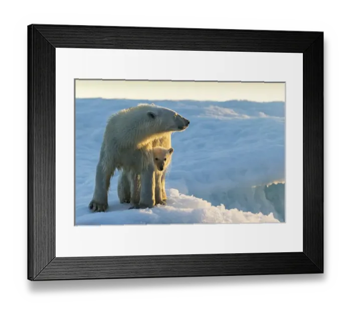 Framed Print : Canada, Nunavut Territory, Repulse Bay, Polar Bear and Cub (Ursus maritimus) standing