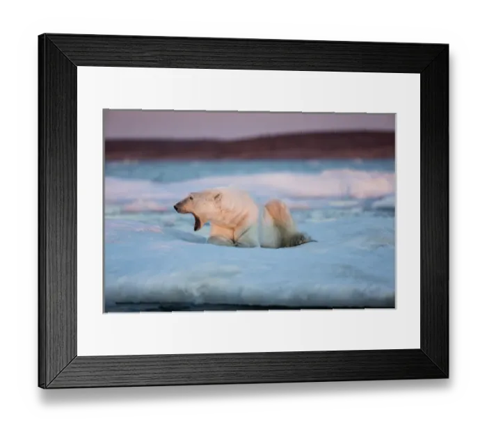 Framed Print : Canada, Nunavut Territory, Adult male Polar Bear (Ursus maritimus) yawns while resting Framed Print : Canada, Nunavut Territory, Adult male Polar Bear (Ursus maritimus) yawns while resting