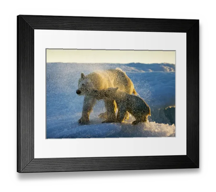 Framed Print : Canada, Nunavut Territory, Repulse Bay, Polar Bear and Cub (Ursus maritimus) shakes Framed Print : Canada, Nunavut Territory, Repulse Bay, Polar Bear and Cub (Ursus maritimus) shakes