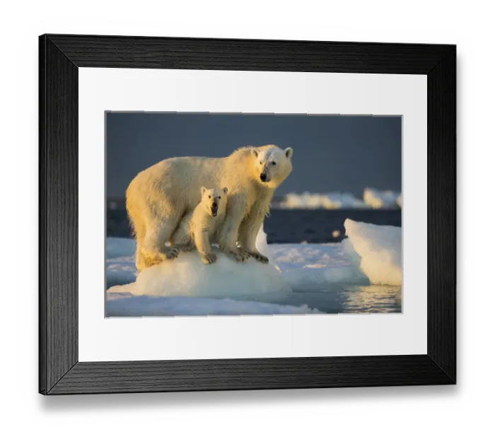 Framed Print : Canada, Nunavut Territory, Repulse Bay, Polar Bear Cub (Ursus maritimus) beneath Framed Print : Canada, Nunavut Territory, Repulse Bay, Polar Bear Cub (Ursus maritimus) beneath