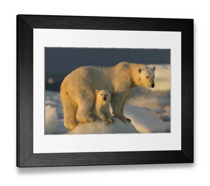 Framed Print : Canada, Nunavut Territory, Repulse Bay, Polar Bear Cub (Ursus maritimus) beneath Framed Print : Canada, Nunavut Territory, Repulse Bay, Polar Bear Cub (Ursus maritimus) beneath