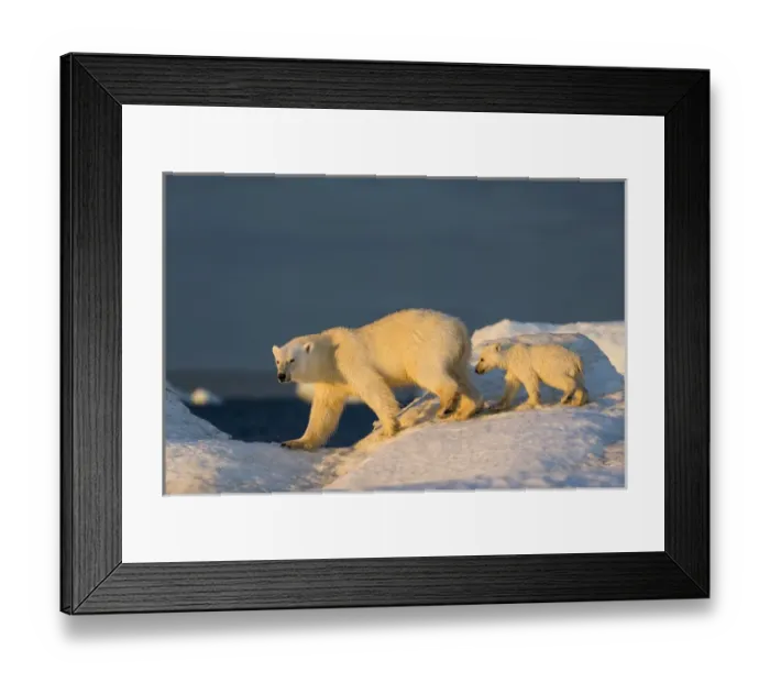 Framed Print : Canada, Nunavut Territory, Repulse Bay, Polar Bear Cub (Ursus maritimus) walking Framed Print : Canada, Nunavut Territory, Repulse Bay, Polar Bear Cub (Ursus maritimus) walking