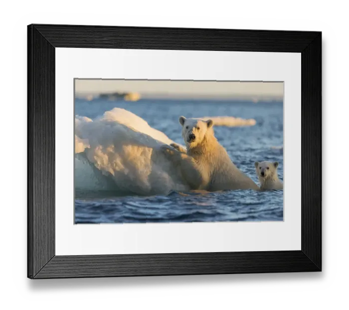 Framed Print : Canada, Nunavut Territory, Repulse Bay, Polar Bear and young cub (Ursus maritimus)