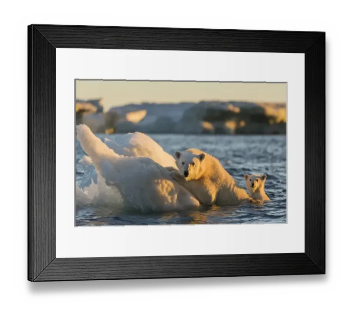 Framed Print : Canada, Nunavut Territory, Repulse Bay, Polar Bear and young cub (Ursus maritimus) Framed Print : Canada, Nunavut Territory, Repulse Bay, Polar Bear and young cub (Ursus maritimus)