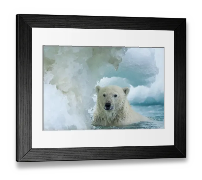 Framed Print : Canada, Nunavut Territory, Repulse Bay, Polar Bear (Ursus maritimus) swimming through Framed Print : Canada, Nunavut Territory, Repulse Bay, Polar Bear (Ursus maritimus) swimming through