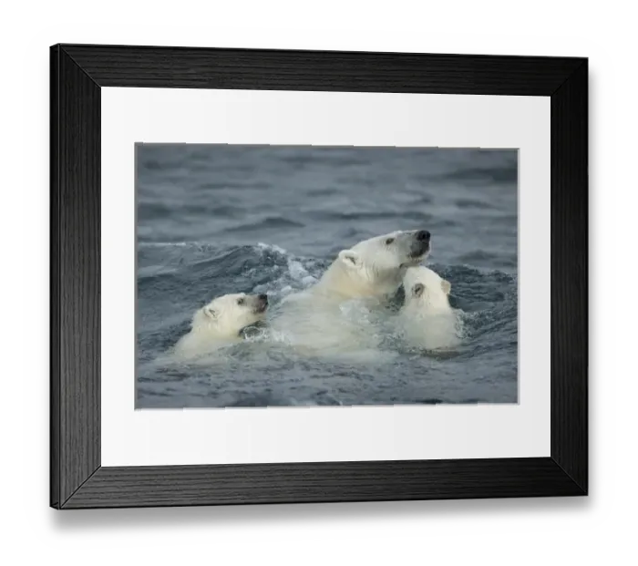 Framed Print : Canada, Nunavut Territory, Repulse Bay, Polar Bear and young cubs (Ursus maritimus) Framed Print : Canada, Nunavut Territory, Repulse Bay, Polar Bear and young cubs (Ursus maritimus)