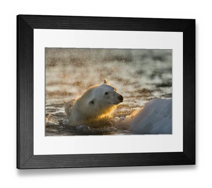 Framed Print : Canada, Nunavut Territory, Repulse Bay, Polar Bear (Ursus maritimus) shakes off water