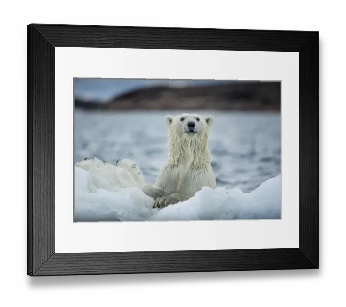 Framed Print : Canada, Nunavut Territory, Repulse Bay, Polar Bear (Ursus maritimus) holding onto Framed Print : Canada, Nunavut Territory, Repulse Bay, Polar Bear (Ursus maritimus) holding onto