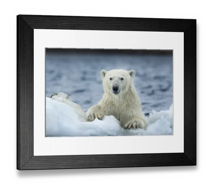 Framed Print : Canada, Nunavut Territory, Repulse Bay, Polar Bear (Ursus maritimus) climbing onto Framed Print : Canada, Nunavut Territory, Repulse Bay, Polar Bear (Ursus maritimus) climbing onto