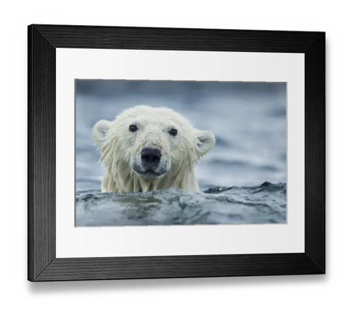 Framed Print : Canada, Nunavut Territory, Repulse Bay, Polar Bear (Ursus maritimus) swimming near Framed Print : Canada, Nunavut Territory, Repulse Bay, Polar Bear (Ursus maritimus) swimming near