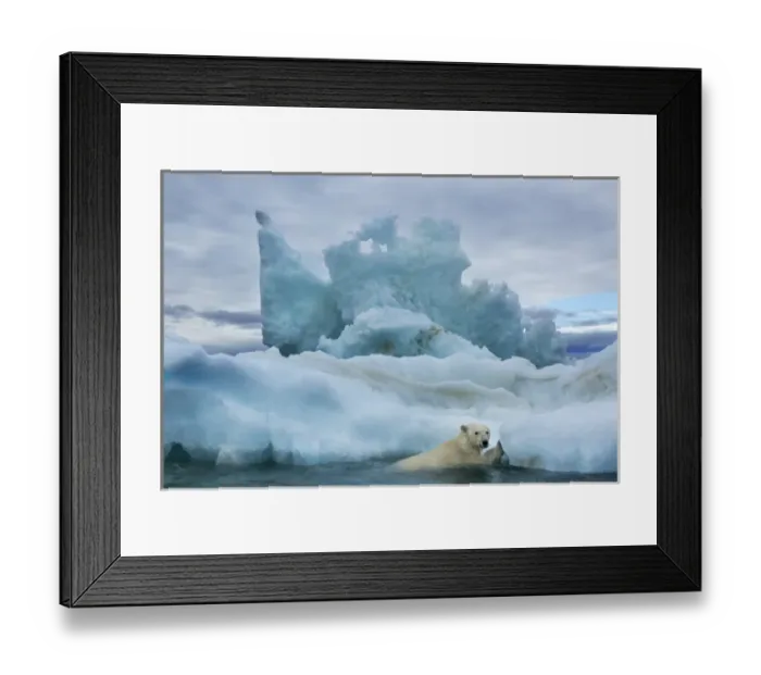 Framed Print : Canada, Nunavut Territory, Repulse Bay, Polar Bear (Ursus maritimus) climbing onto Framed Print : Canada, Nunavut Territory, Repulse Bay, Polar Bear (Ursus maritimus) climbing onto