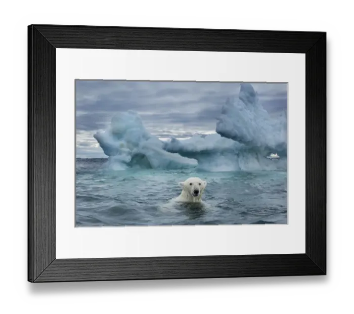 Framed Print : Canada, Nunavut Territory, Repulse Bay, Polar Bear (Ursus maritimus) swimming near Framed Print : Canada, Nunavut Territory, Repulse Bay, Polar Bear (Ursus maritimus) swimming near
