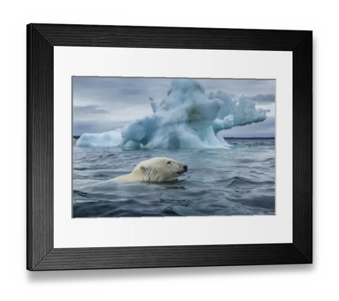 Framed Print : Canada, Nunavut Territory, Repulse Bay, Polar Bear (Ursus maritimus) swimming past Framed Print : Canada, Nunavut Territory, Repulse Bay, Polar Bear (Ursus maritimus) swimming past