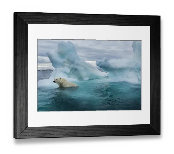 Framed Print : Canada, Nunavut Territory, Repulse Bay, Polar Bear (Ursus maritimus) swimming beside Framed Print : Canada, Nunavut Territory, Repulse Bay, Polar Bear (Ursus maritimus) swimming beside