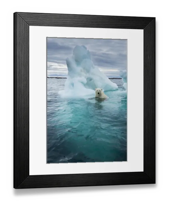Framed Print : Canada, Nunavut Territory, Repulse Bay, Polar Bear (Ursus maritimus) swimming beside Framed Print : Canada, Nunavut Territory, Repulse Bay, Polar Bear (Ursus maritimus) swimming beside