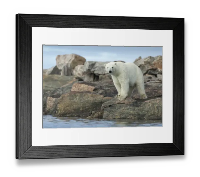 Framed Print : Canada, Nunavut Territory, Repulse Bay, Polar Bear (Ursus maritimus) standing