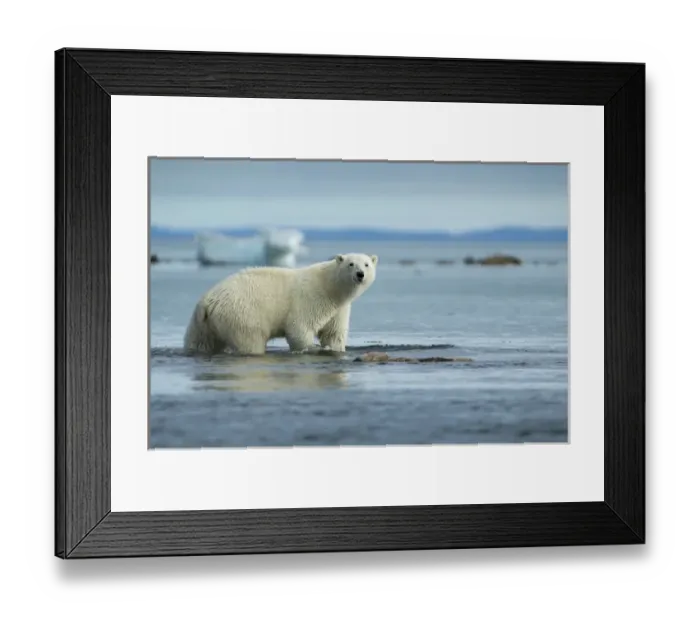 Framed Print : Canada, Nunavut Territory, Repulse Bay, Polar Bear (Ursus maritimus) walking along Framed Print : Canada, Nunavut Territory, Repulse Bay, Polar Bear (Ursus maritimus) walking along