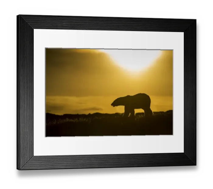 Framed Print : Canada, Nunavut Territory, Repulse Bay, Polar Bear (Ursus maritimus) walking at sunset Framed Print : Canada, Nunavut Territory, Repulse Bay, Polar Bear (Ursus maritimus) walking at sunset