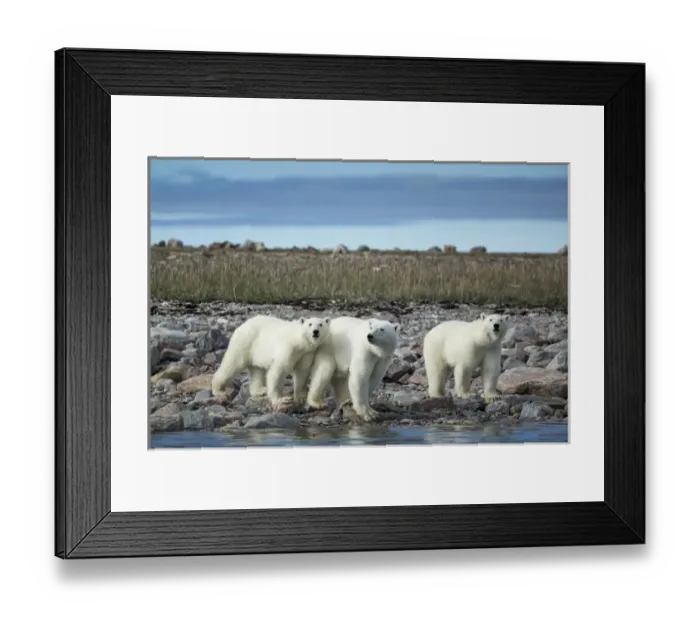 Framed Print : Canada, Nunavut Territory, Repulse Bay, Polar Bear (Ursus maritimus) walking with Framed Print : Canada, Nunavut Territory, Repulse Bay, Polar Bear (Ursus maritimus) walking with