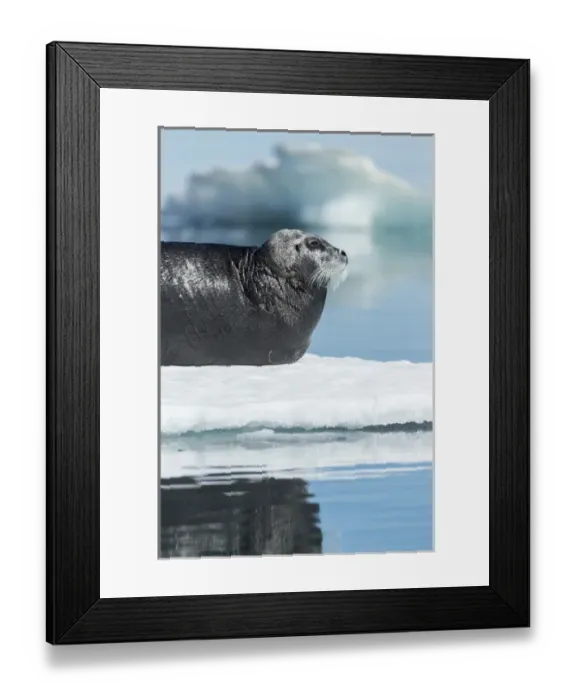 Framed Print : Canada, Nunavut Territory, Repulse Bay, Bearded Seal (Erignathus barbatus) resting Framed Print : Canada, Nunavut Territory, Repulse Bay, Bearded Seal (Erignathus barbatus) resting