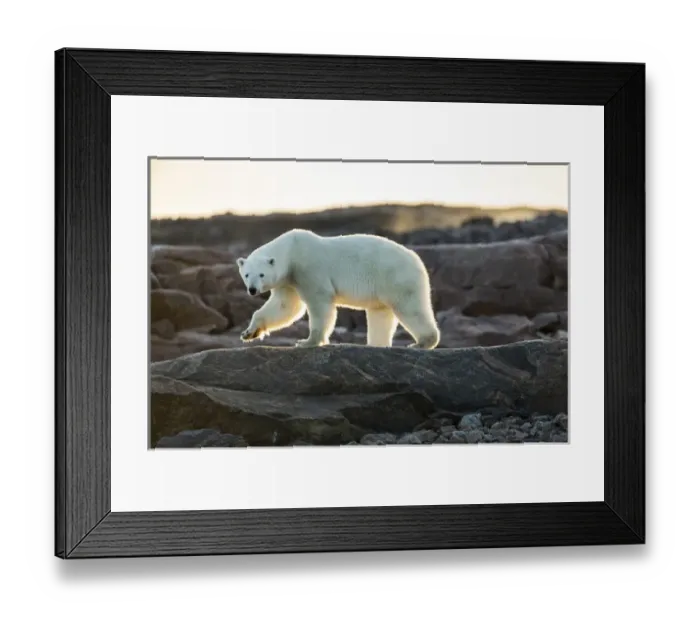 Framed Print : Canada, Nunavut Territory, Setting midnight sun lights Polar Bear (Ursus maritimus) Framed Print : Canada, Nunavut Territory, Setting midnight sun lights Polar Bear (Ursus maritimus)