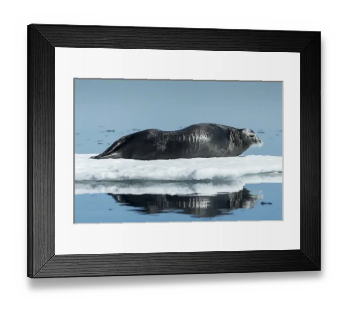 Framed Print : Canada, Nunavut Territory, Repulse Bay, Bearded Seal (Erignathus barbatus) resting Framed Print : Canada, Nunavut Territory, Repulse Bay, Bearded Seal (Erignathus barbatus) resting