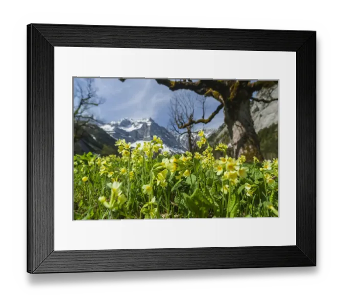 Framed Print : Cowslip (primula Veris) in Eng valley, Karwendel mountain range in austria, with
