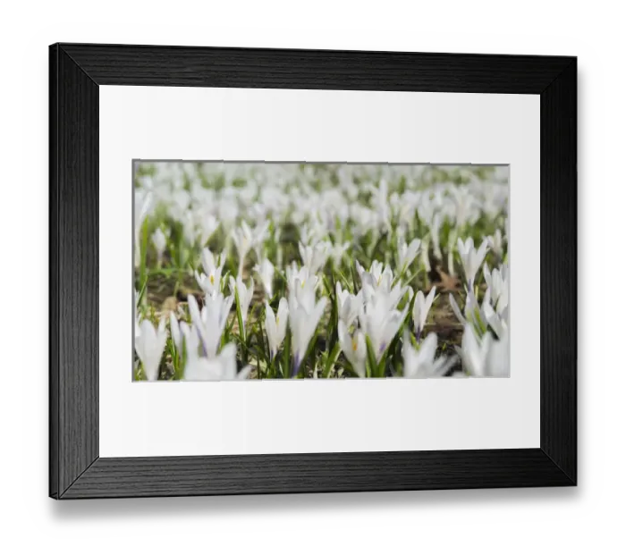 Framed Print : Spring Crocus (Crocus vernus) in the austrian alps in the Eng valley