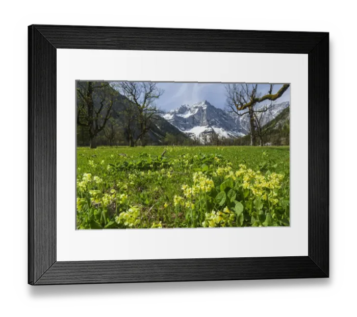 Framed Print : Cowslip (primula Veris) in Eng valley, Karwendel mountain range in austria, with Framed Print : Cowslip (primula Veris) in Eng valley, Karwendel mountain range in austria, with