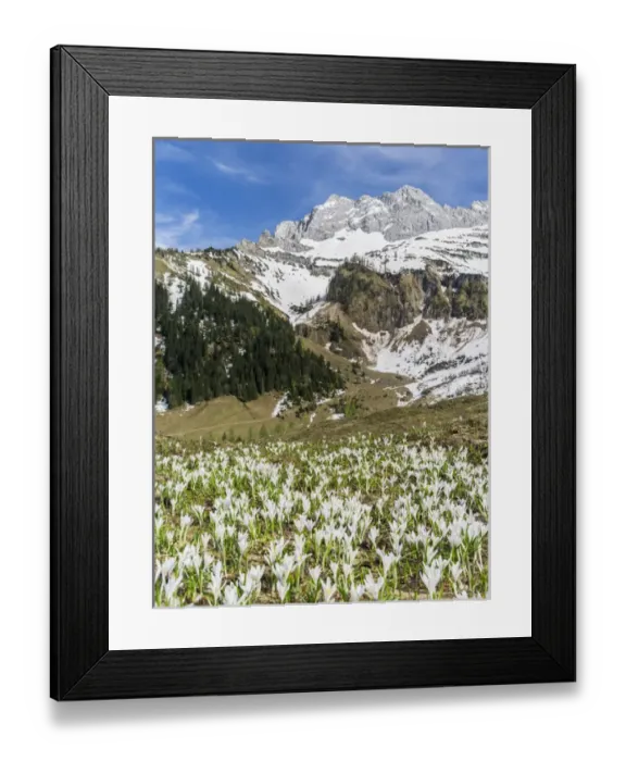 Framed Print : Spring Crocus (Crocus vernus) in the austrian alps in the Eng valley Framed Print : Spring Crocus (Crocus vernus) in the austrian alps in the Eng valley