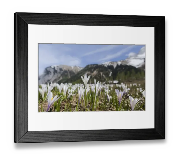 Framed Print : Spring Crocus (Crocus vernus) in the austrian alps in the Eng valley