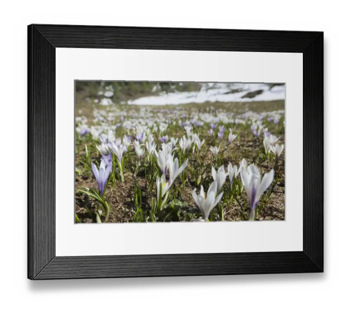 Framed Print : Spring Crocus (Crocus vernus) in the austrian alps in the Eng valley