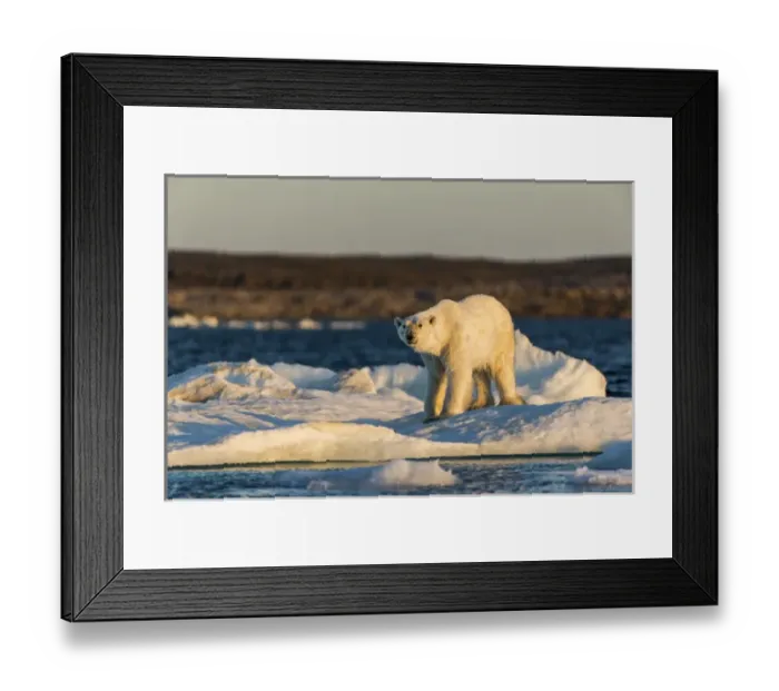 Framed Print : Canada, Nunavut Territory, Adult male Polar Bear (Ursus maritimus) yawns while standing Framed Print : Canada, Nunavut Territory, Adult male Polar Bear (Ursus maritimus) yawns while standing
