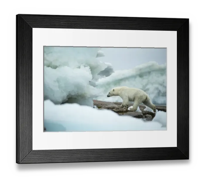 Framed Print : Canada, Nunavut Territory, Repulse Bay, Polar Bear (Ursus maritimus) walking amid Framed Print : Canada, Nunavut Territory, Repulse Bay, Polar Bear (Ursus maritimus) walking amid