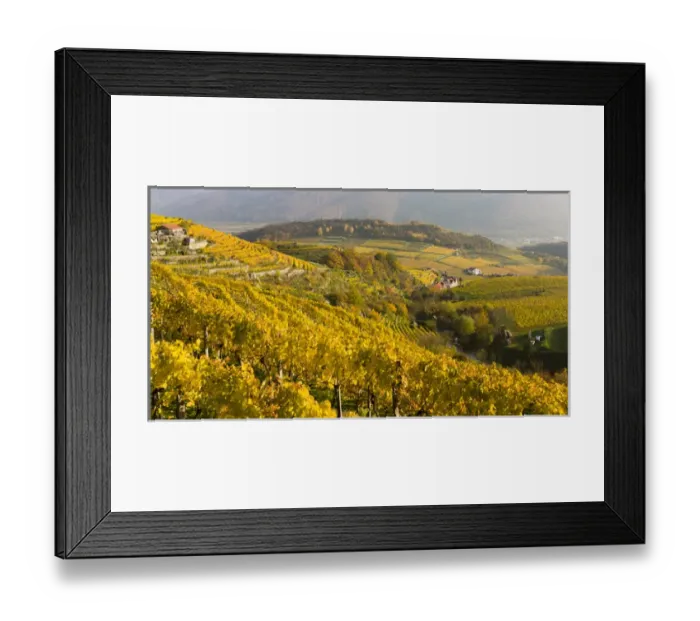 Framed Print : The vineyards near village Spitz in the Wachau